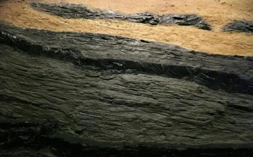 黑科技 植物如何转化为数十米厚的煤层？真相揭秘