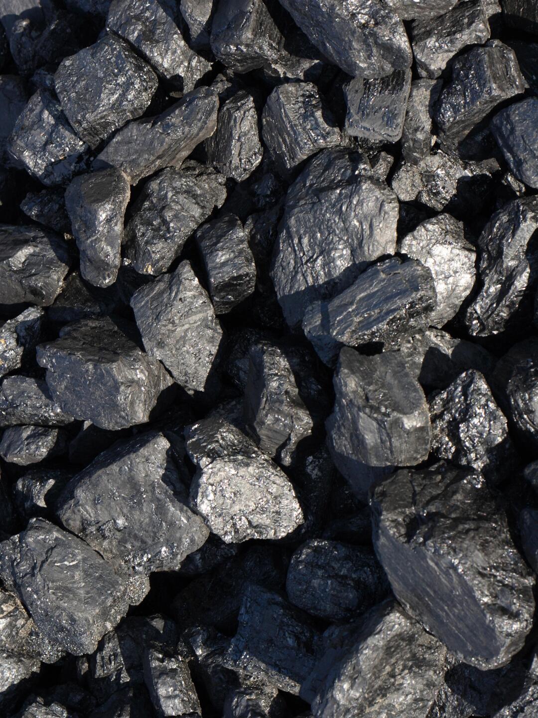 煤炭中的植物化石 远古森林的印记